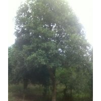 供应25公分八月桂