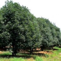 桂花 紫叶李,重阳木,马褂木