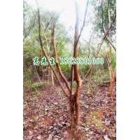 低价出售野生丛生紫薇 高1.5米以上3-5个叉