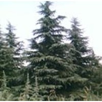 雪松 紫叶李,冬青,法桐