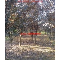 肥西红叶李、香樟、广玉兰、乌桕、三角枫、大叶女贞、紫薇