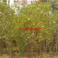 木槿、紫玉兰、大叶女贞、香樟、紫薇、乌桕、石楠、合欢、栾树