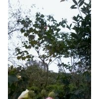 成都木芙蓉1-10cm