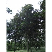 供应米径8、9、10广玉兰