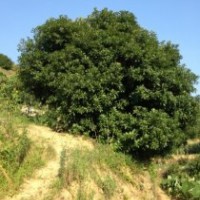 大量各类规格杨梅