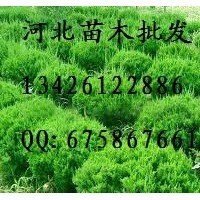 供应龙柏 龙柏 龙柏基地 龙柏哪里便宜 龙柏批发 大量低价出售龙