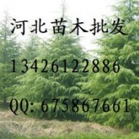 宝塔松 宝塔松批发 北京桧批发