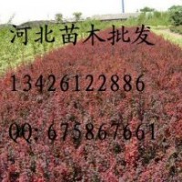红叶小檗 红叶小檗批发 红叶小檗价格 苗木 出售红叶小檗 红叶小