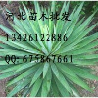 无患子批发 无患子价格 无患子哪里便宜 大量出售无患子 无患子