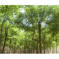国槐大量供应