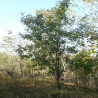 山槐、蒙古栎、白桦