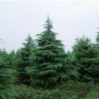 南京维华苗圃-雪松基地