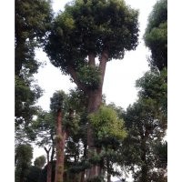 供应各类绿化工程用苗