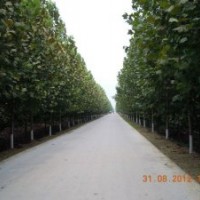 供应：法桐、国槐、白蜡、南栾、大叶女贞、银杏、合欢、复叶槭、