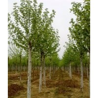 大量供应1-20公分法桐 大叶女贞 樱花 紫叶李 黄金槐等乔木