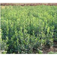 核桃苗,苹果苗，油松，侧柏等另出售山楂果