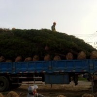 蜀桧基地，基地1米蜀桧价，旺季2.5米蜀桧价格