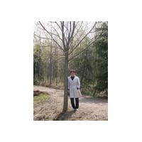 黄连木基地-黄连木价格-黄连木图片