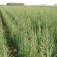 北京桧、沙地柏、铺地柏、塔柏、金叶女贞、红叶小檗