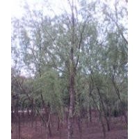 南京垂柳基地垂柳报价