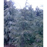 南京雪松苗价格，的雪松苗，雪松苗行情