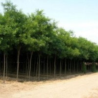 大量出售国槐 2-15公分国槐