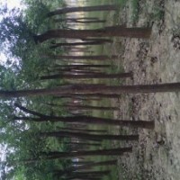 国槐树6公分国槐树