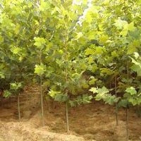 国槐树 15公分国槐