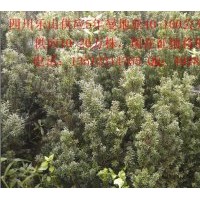 四川乐山低价出售曼地亚红豆红10年树地径40-100公分