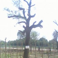 长期供应国槐白蜡