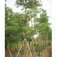 绿化苗木木棉-基地绿化苗木木棉