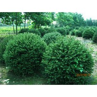 金叶榆造型。红叶李造型，青扦云杉球造型。