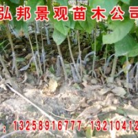 白蜡刺槐 榆树 柳树 国槐 速生白蜡小苗闷子速生国槐小苗