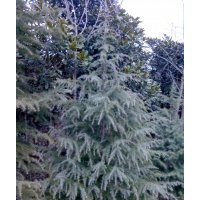 雪松树价格、著名雪松产区、南京沪宁苗木园艺场