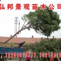 绿化小苗白蜡榆树,国槐柳树