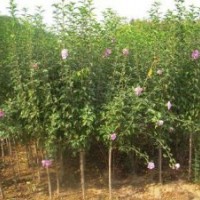 送货上门木槿.火棘.红瑞木.云南黄馨,金边黄杨