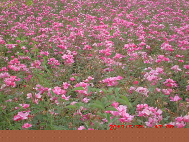 32万亩直销丰花月季.红帽月季.蔷薇.玫瑰.地被月季