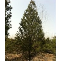 供应占地白皮松，油松，华山松