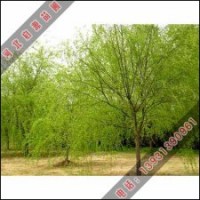 金丝柳多少钱一棵？