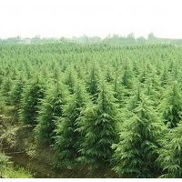 雪松价格，高4米雪松200元；