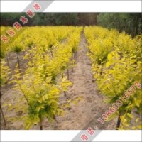 矮接金叶榆信息_泓远销售矮接金叶榆_矮接金叶榆热销