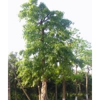 黄葛树用途，泸州黄葛树，黄桷树，黄葛树习性
