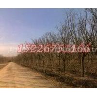 国槐20—30厘米的带土球全冠半冠均有