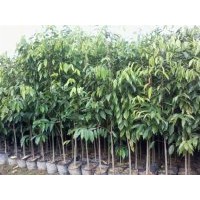 广东茂名沉香育苗场,海南沉香苗供应