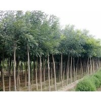 山西省供应国槐小苗，国槐小苗，国槐小苗
