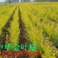 金叶水腊,紫叶水蜡,紫叶小檗