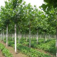 法桐 雪松,广玉兰,红叶石楠