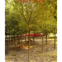 香樟、紫薇、红叶李、大叶女贞、乌桕、三角枫、桂花