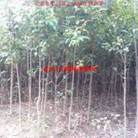 安徽肥西大叶女贞、香樟、乌桕、三角枫、桂花、杜英、红叶李