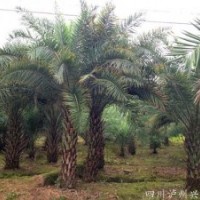 四川中东海枣，中东海枣价格，中东海枣苗圃，中东海枣基地